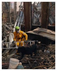 World Trade Center 9/11 Working Rescue Dog Silver Halide Photo – Ver 2