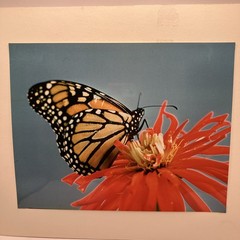 VTG Matted Butterfly On Flower Original Photo 11 X 14 Art Gallery Wall Decor