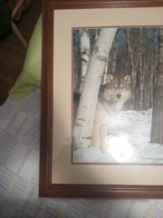 Framed And Signed Epperson Photography Grey Wolf 18×22