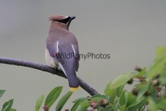 Cedar Waxwing Photo, Pick One Image – Various Sizes