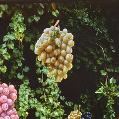 Surrealist photo collage by Suzanne Camp Crosby, «Bunches of Grapes,» 1978
