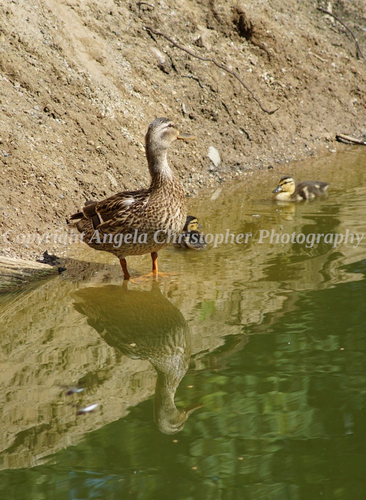 Original ACEO photo fine art print 2.5 x3.5″ MAMA MALLARD Duck babies reflection