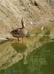 Original ACEO photo fine art print 2.5 x3.5″ MAMA MALLARD Duck babies reflection
