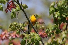 Prothonotory Warbler Photo, Pick One Image – Various Sizes