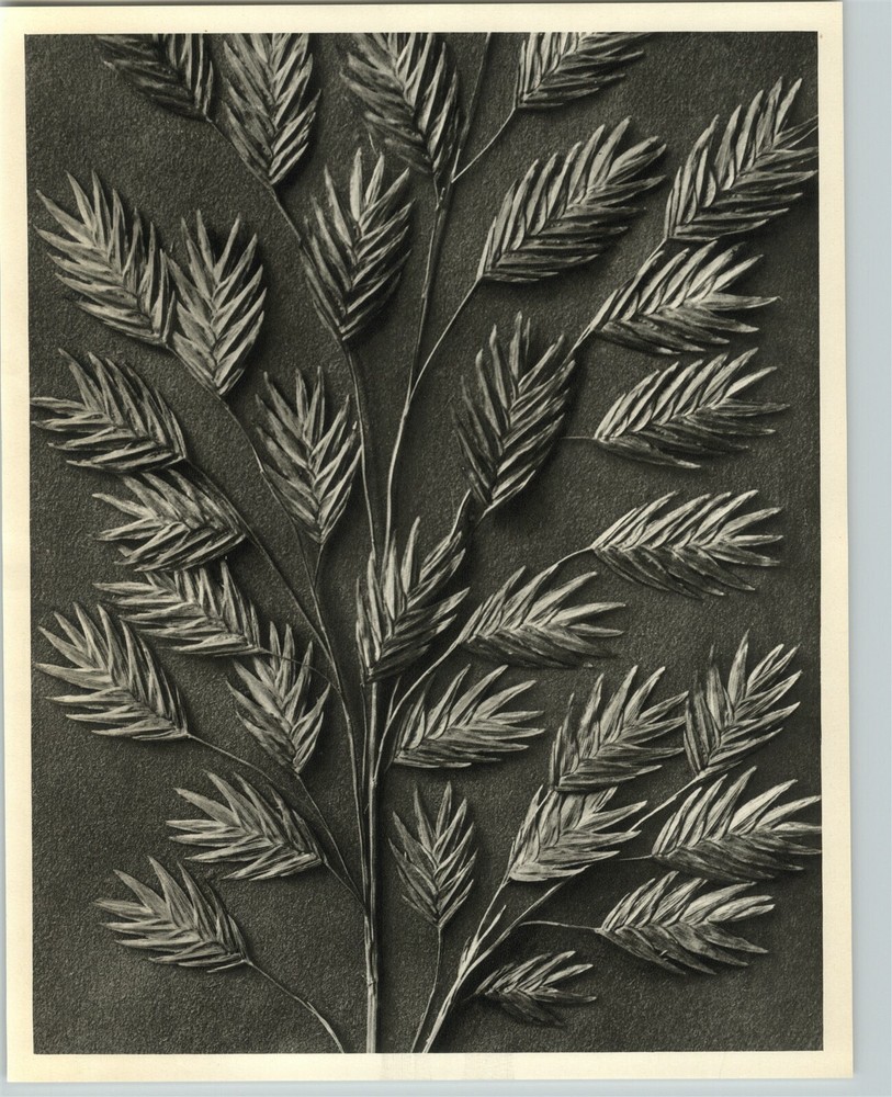1942 Original BOTANICAL PLANT Chasmanthium Latifolium Photo K BLOSSFELDT