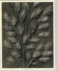 1942 Original BOTANICAL PLANT Chasmanthium Latifolium Photo K BLOSSFELDT