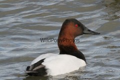 Canvasback Photo, Pick One Image – Various Sizes