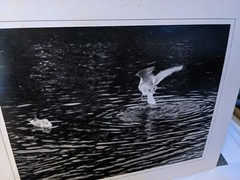 Take Off Birds LARGE ORIGINAL SIGNED ART PHOTO B&W STETTNER VTG MATTE NJ CAMERA