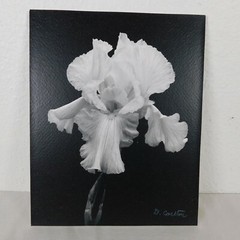 2 Black & White Iris Foam Core Mounted Signed D Carlton Photo Pacific NW Artist