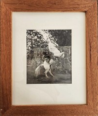 WILLIAM SHEPLEY, CHARRO, MEXICO, 1993, 11.5″ x 9.5″, LTD. ED. PHOTOGRAPH, SIGNED