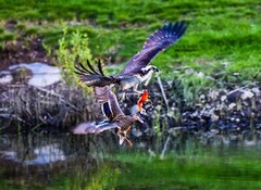 11x14in Lustre Print of a Mallard Duck Attacking Osprey with fish
