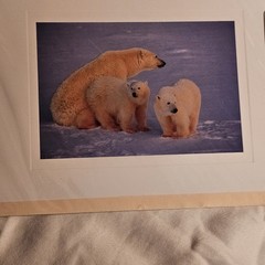 (3)Signed Tom Soucek Polar Bear Cub Photograph Anchorage Alaska (2) Walker/Bushu