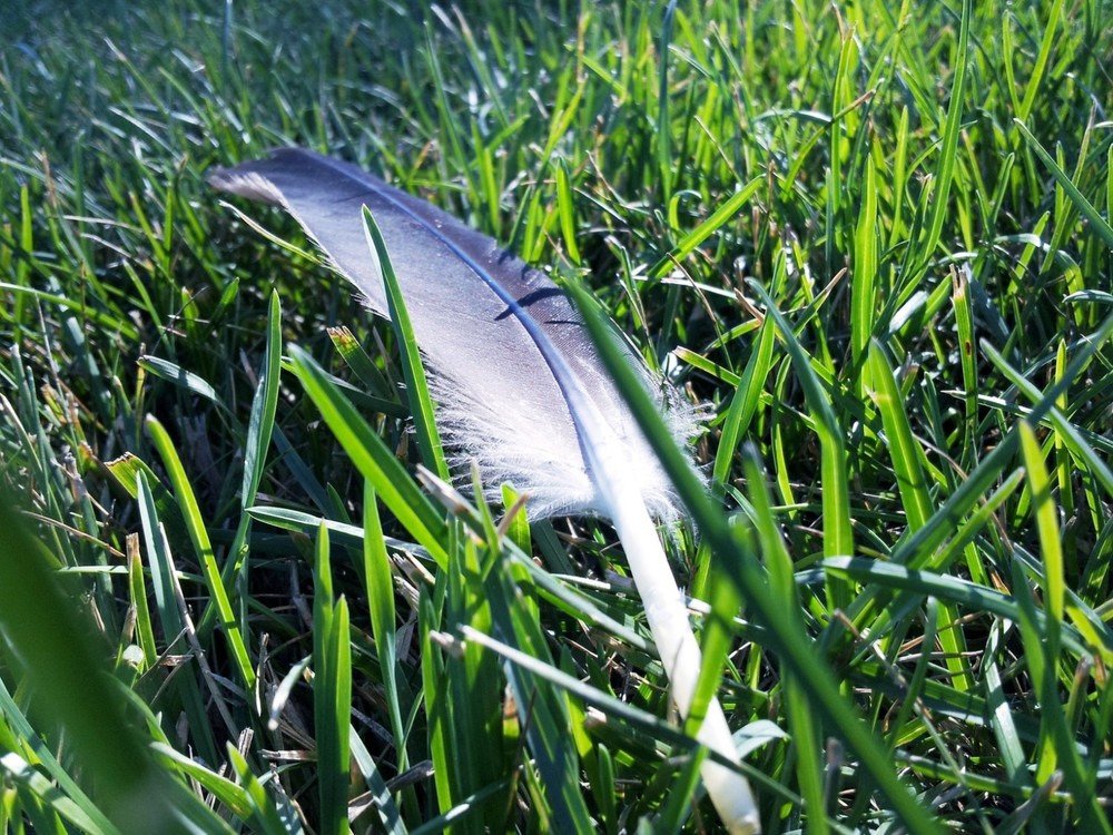 Goose’s Feather On Grass Digital Photo Desktop Wallpaper Cellphone Wallpaper