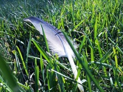 Goose’s Feather On Grass Digital Photo Desktop Wallpaper Cellphone Wallpaper