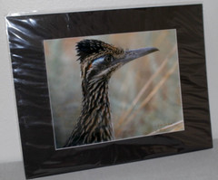 Roadrunner Wildlife Photo 8″ x 10″ in 11″ x 14″ Black Matte Signed by Kim Barry