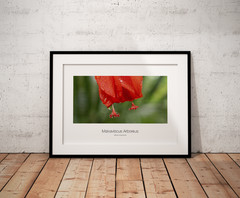 multiple original artwork photography from Argentina and Brazil