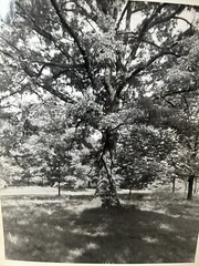 Arthur Gray Standard Oil Photographer Cleveland Ohio Americana Tree In Woods Wow