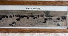 Framed Buffalo Paradise Photograph By John Anfinson 20” By 7.5”