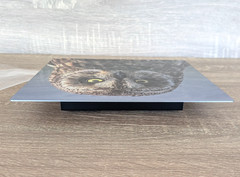 Hawaiian Short-Eared Owl Close Up Prof Photo 8×8 on Metal Plate Leighton Lum