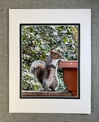 6 Pack Squirrel Digital Watercolor Original Photograph 8 X 10 Mat 11 X 14 Signed