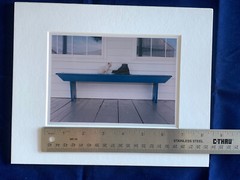 Bill Coleman Amish Photograph – kitten and boot on a bench – Signed & Matted