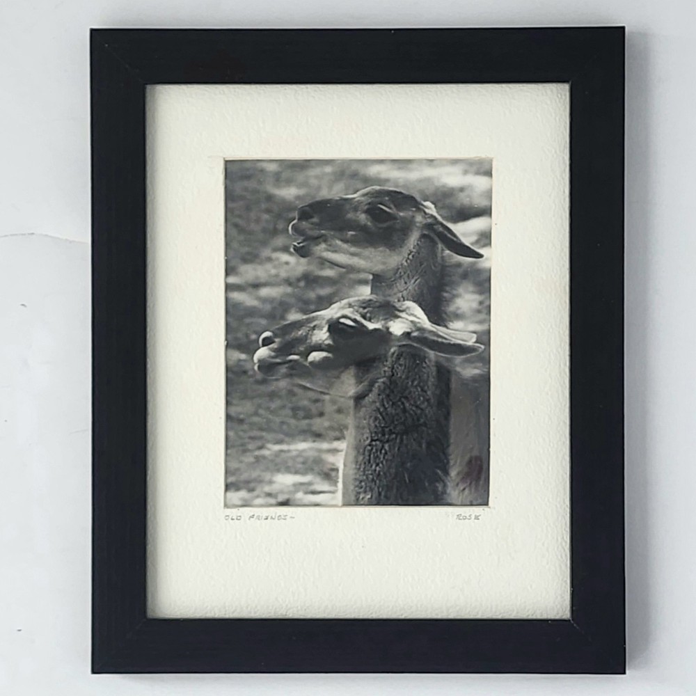 Art Photograph Two Llamas «Old Friends» Signed Rose Arizona Wildlife Photography