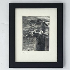 Art Photograph Two Llamas «Old Friends» Signed Rose Arizona Wildlife Photography