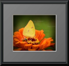 24×20 Yellow Butterfly Zinnia Nature Photograph Canvas Texture Wall Print Art