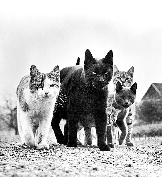 CAT GANG photo Chandoha’s The Mob art print kitten image cute animal picture Z90
