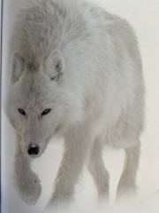 Vincent Munier 100 Fotografien NEU Schneeleopard