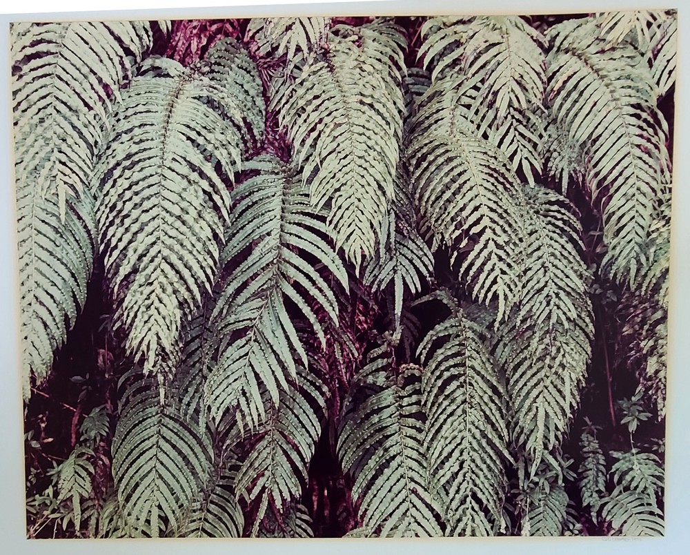 Signed Weston Photo Gelatin Silver 19 1/2″x15 3/4″ 1976
