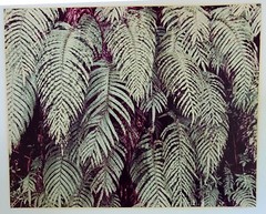 Signed Weston Photo Gelatin Silver 19 1/2″x15 3/4″ 1976