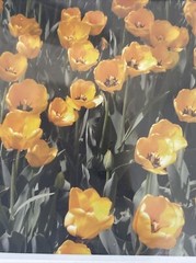 Flowers Photography by: “Muggs” Margolis Framable Art 5 X 7 New
