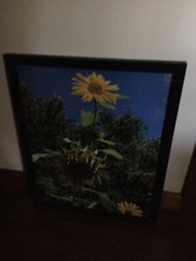 Sunflowers, Blue Sky, Wall Art – Large Photo – Black Frame – 21 1/2 X 17” – New!
