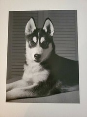 TIMBER LARGE ORIGINAL SIGNED ART PHOTO B&W STETTNER VTG MATTE NJ CAMERA