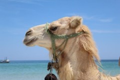 Digital Image Picture Photo Pic Wallpaper Background Camel On Shoreline Beach
