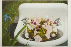 Tom Adams Photography Pink Petunias in Sink Garden Oregon Matted Photo Art 8×10