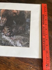 GRIZZLY BEAR FISHING GLOSSY PICTURE PHOTO hunting Eating salmon spawn 11×14