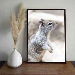 Cute Squirrel Close Up Photo Wall Print, Wildlife Nature Photography Yosemite NP