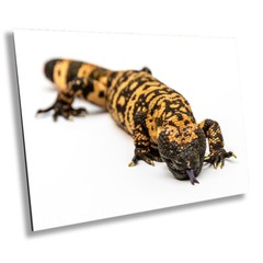 Reptilian Royalty: Gila Monster Wall Art Metal Acrylic Print Reptile Photography