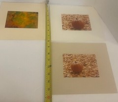 3 Fall Nature Photos Prints Mounted on Mat Board 8” Leaves Pumpkins