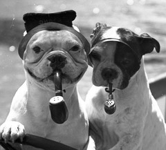 bulldogs w pipes, funny, unmarked fine art Photo negative, 1930’s by SZENDRŐ Ist