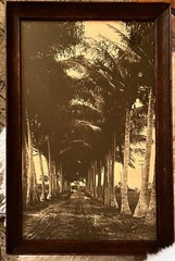 Vintage Framed Sepia Photograph – Historic Coconut Palm Plantation Avenue 17×11