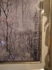 Eliot Porter Print Redbud Tree In Bottom Land Formatting’s Professional Framed
