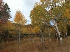 10×8 » Lustre Print Original Photo Photography Art Autumn Fall Trees Nature 3
