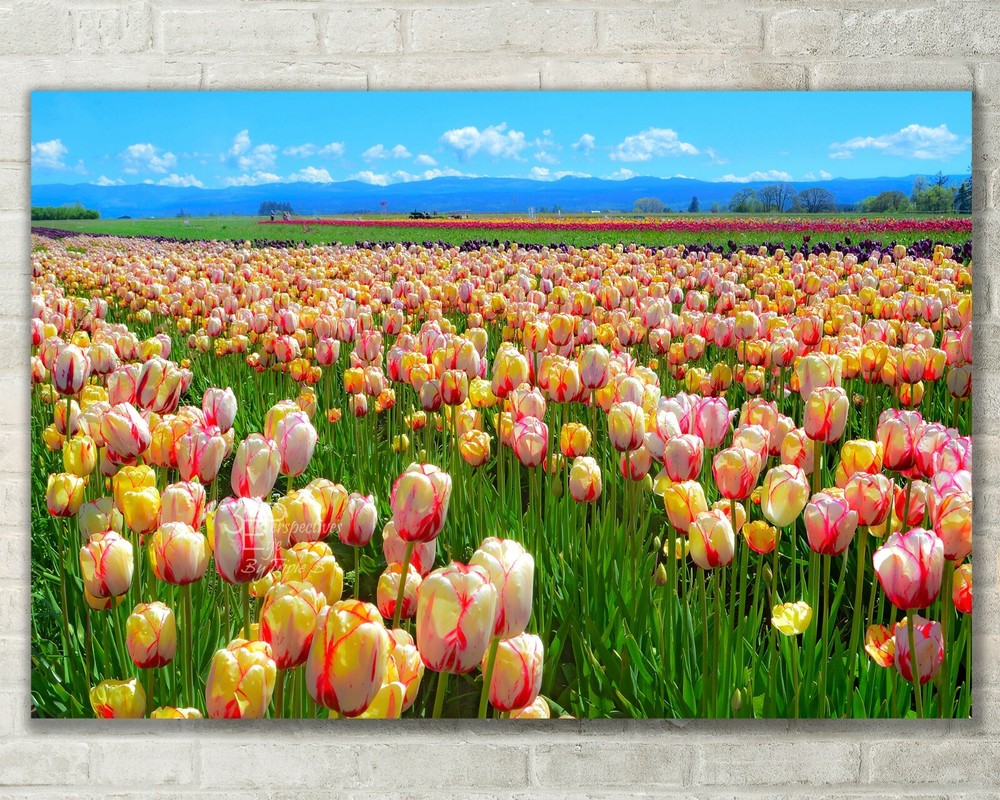 Tulip Field, Oregon Scenic Landscape – Fine Art Photo on Metal, Canvas or Paper