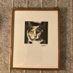 Calico Cat Portrait Soddered Copper Frame Photograph Miniature Artsy Tom Cat