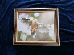 Magnificent Flying Bird Portraits. One Of A Kind Anywhere In The World.
