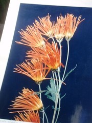 LOT 3 ORIGINAL COLOR PHOTOGRAPHS OF PLANTS FLOWERS SPECIES 14.5 X 10.25 INCHES