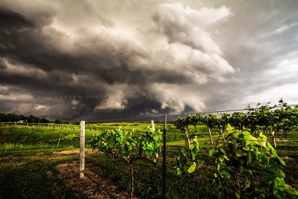 Storm Photography Print: Nebraska Vineyard Grape Vines Thunderstorm Photo